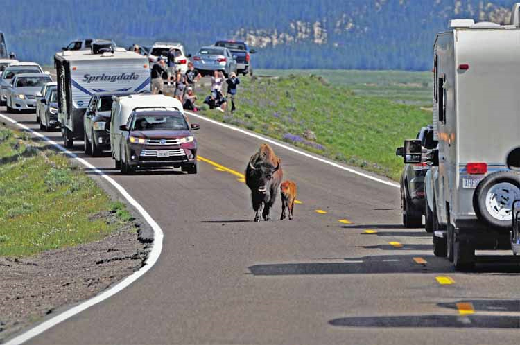buffalo in road